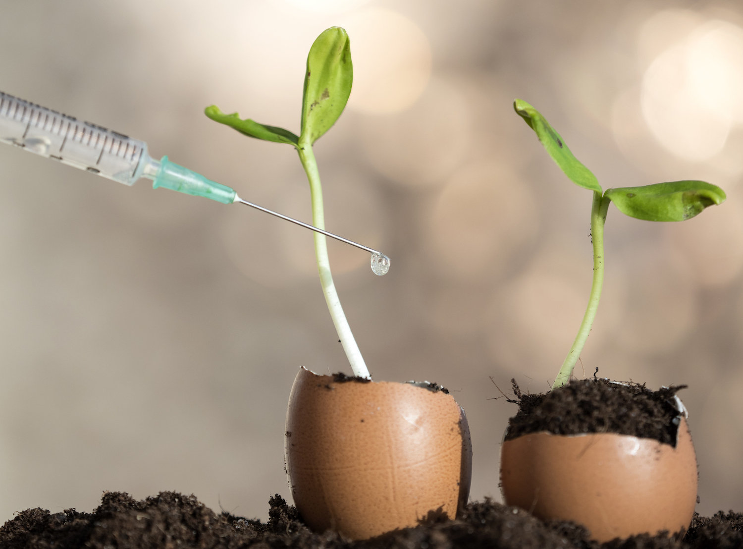 Hand of a scientist with a syringe injecting liquid into a plant, in an experiment.